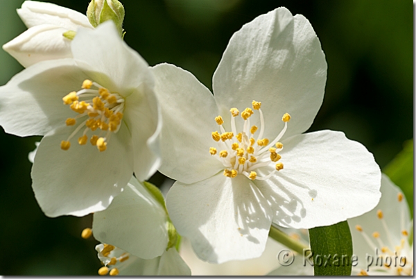 Photo Fleurs de seringa - Seringat's flower - Philadelphus picture  Seringats Photos Syringas Photos Image