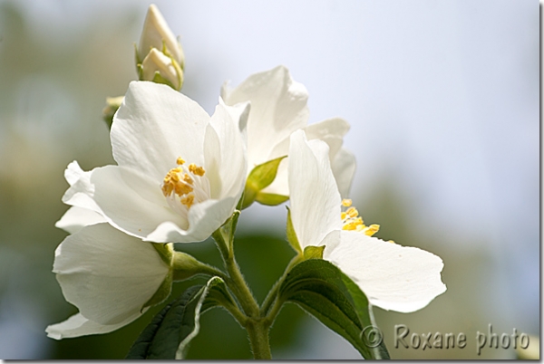 Seringa en fleurs - Seringa - Philadelphus