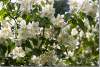Seringat en fleurs - Flowers of syringa - Philadelphus