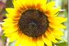 Tournesol Solar Eclipse - Helianthus annuus - Sunflower