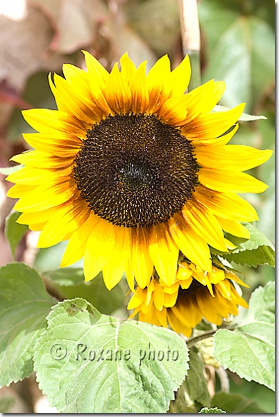 Tournesol Solar Eclipse - Helianthus annuus - Sunflower