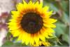 Helianthe Solar eclipse - Soleil - Helianthus annuus - Sunflower