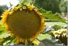 Tournesol ou grand soleil - Helianthus annuus - Sunflower