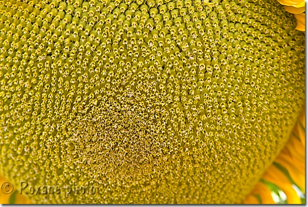 Capitule de tournesol - Helianthus annuus - Sunflower