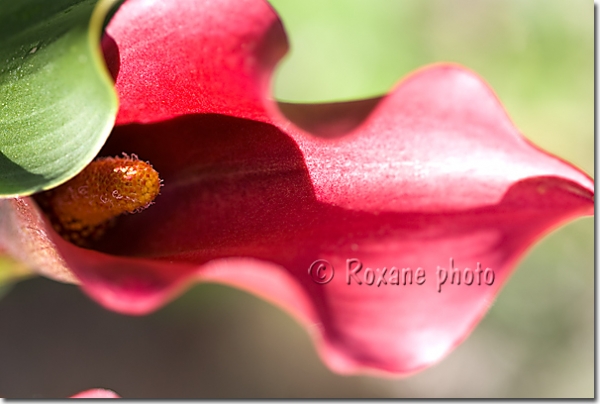 Pistil d'arum - Zantedeschia - Araceae