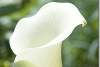 Zantedeschia Albomaculata blanc Calla Lily - Spotted Calla Lily - Araceae 