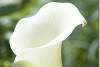 Zantedeschias Photos Arum Lily