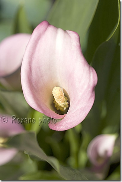 Zantedeschia rehmanii - Pink calla - Aracée - Araceae 