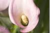 Zantedeschia rehmanii - Pink calla - Aracée - Araceae 