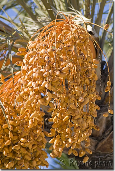 Régime de dattes - Dates - Phoenix dactylifera - Date palm