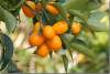 Kumquats - Menton