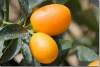 Kumquats - Fortunella