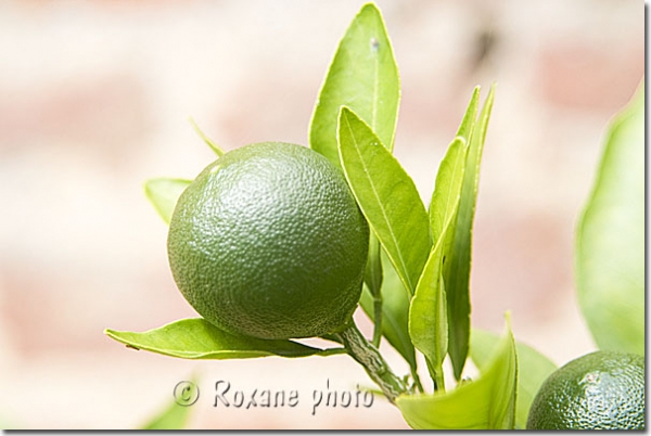 Orange verte - Green orange - Citrus sinensis 