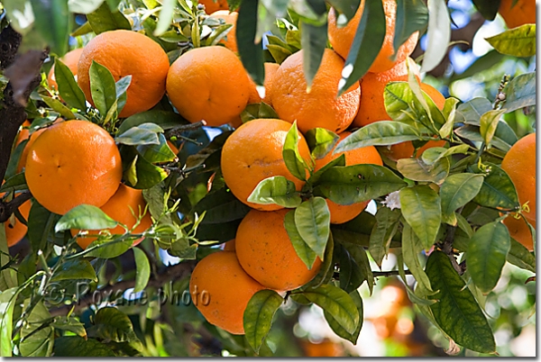 Oranges douces - Sweet oranges - Citrus sinensis