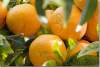 Oranges - Sweet oranges - Citrus sinensis