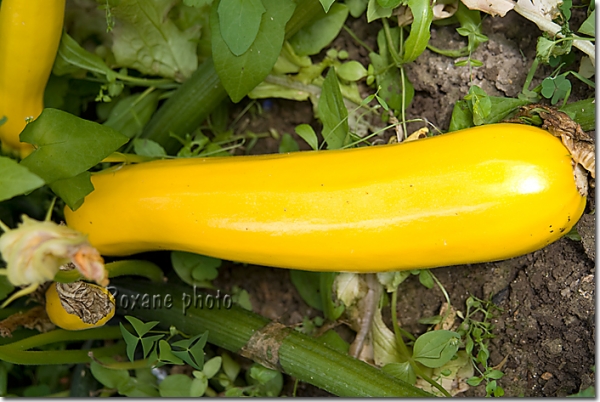 Courge jaune - Yellow squash - Cucurbita pepo