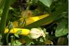 Courges jaunes - Yellow squashes - Cucurbita pepo