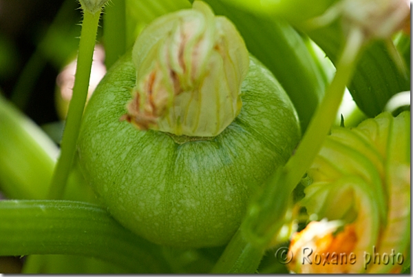 Courgette ronde de Nice - Nice zucchini - Cucurbita