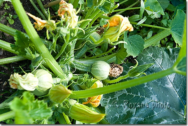 Courgettes de Nice - Nice zucchinis - Curcubita pepo 