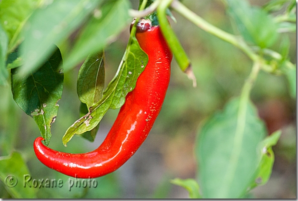 Piment rouge - Red pepper - Capsicum