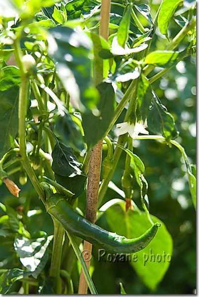 Piment vert - Capsicum - Green pepper