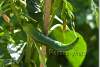 Piment vert - Capsicum - Green pepper