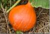 Potimarron - Pumpkin - Cucurbita maxima