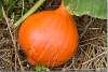 Potimarron - Pumpkin - Cucurbita maxima