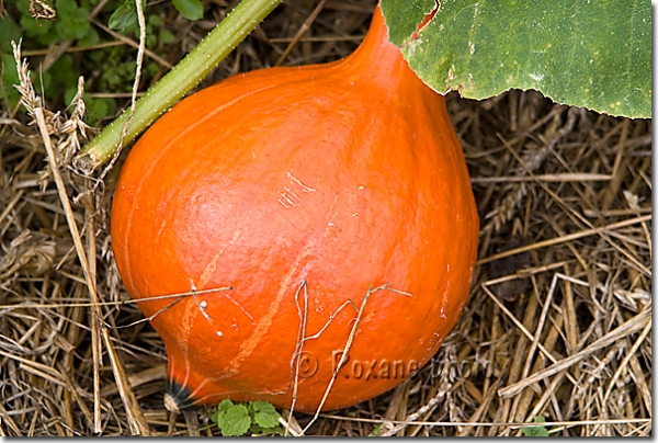 Potimarron - Pumpkin - Cucurbita maxima