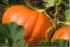 Potiron - Pumpkin - Winter squash - Cucurbita maxima