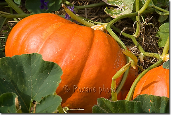 Potiron - Pumpkin - Winter squash - Cucurbita maxima