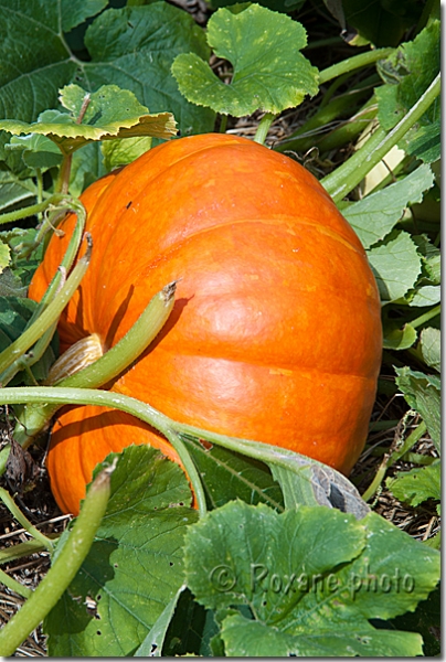 Potiron - Winter squash - Pumpkin - Cucurbita maxima