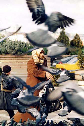 eminonu_yenifemmepigeon01