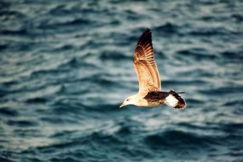 bosphore_mouette01