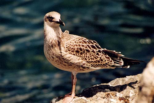 bosphore_mouette01