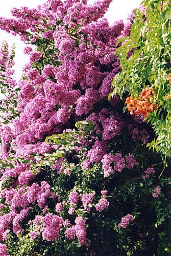 buyuk_bougainvillier01