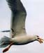 bosphore_mouette01